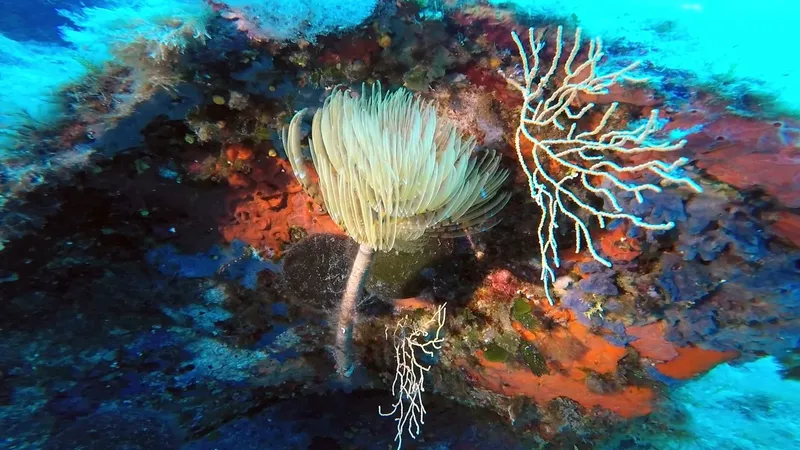Corail plume et autre invertebrés marins sur fond rocheux coloré