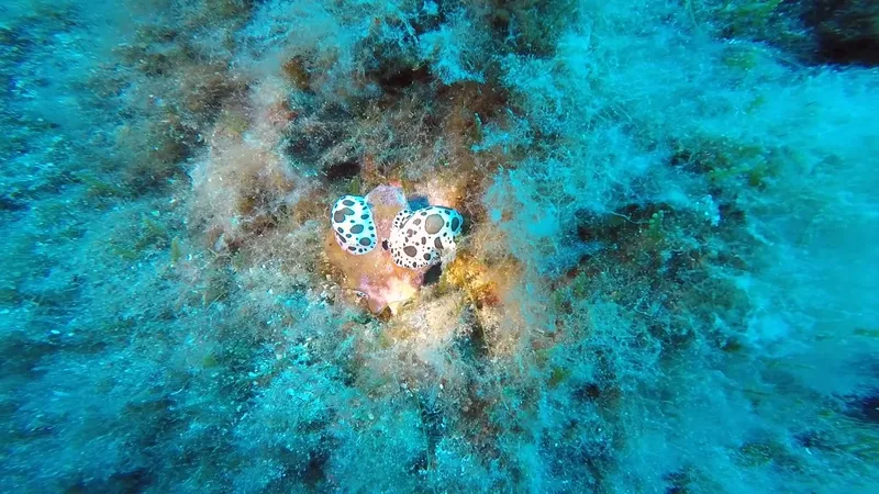 Deux nudibranches tachetés sur un fond rocheux et corallien