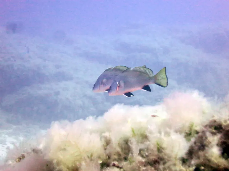 Un mérou brun nage au-dessus d'un fond marin corallien flou