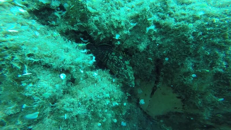 Un poisson se cache dans une grotte recouverte d'algues vertes