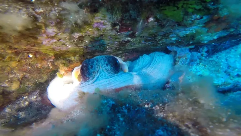 Pieuvre se camouflant sur un fond rocheux coloré en milieu marin