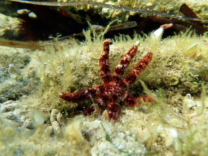 Etoile de mer rouge sur fond rocheux et végétation marine