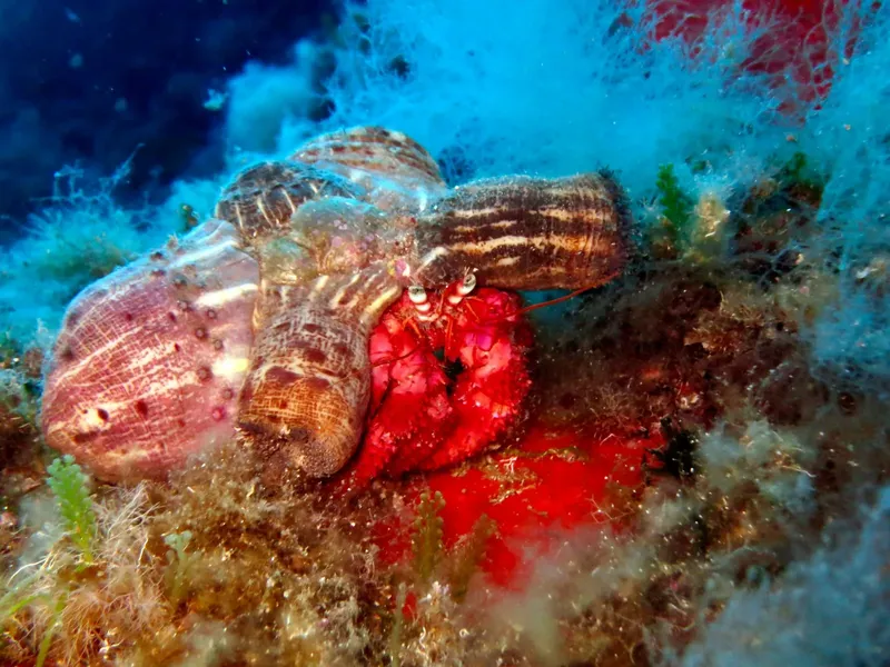 Un crabe ermite rouge sur une conque au fond marin