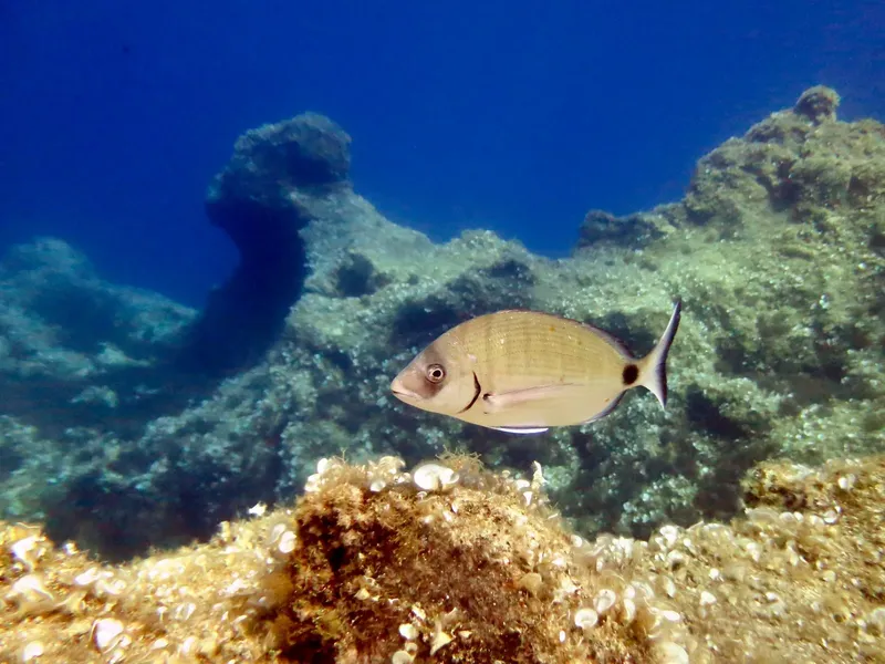 Un poisson beige nage près des rochers et du fond marin