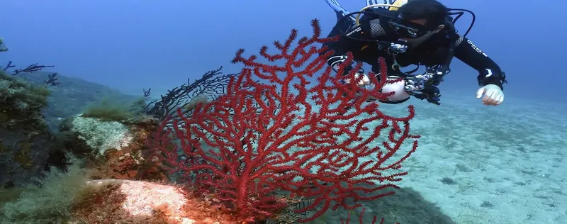 Plongeur explorant un récif corallien rouge en milieu marin