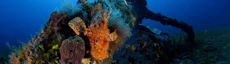 Poisson-scorpion perché sur une épave colonisée par la vie marine