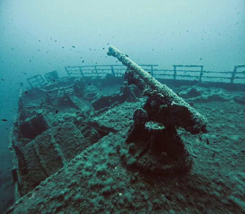 Épave d'un navire avec un canon, colonisée par la vie marine