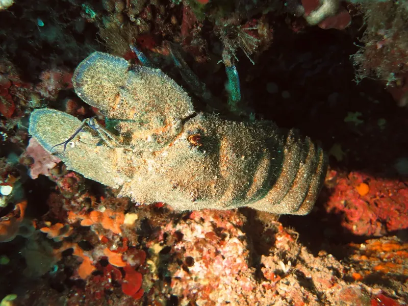 Homard perché sur un récifal corallien coloré en milieu marin
