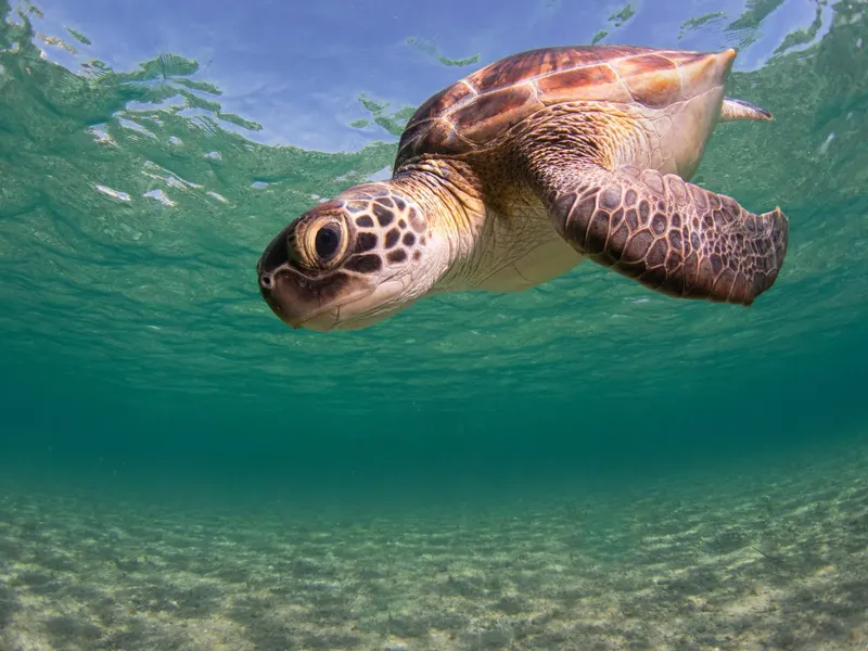 Tortue marine nageant gracieusement dans une eau turquoise et claire