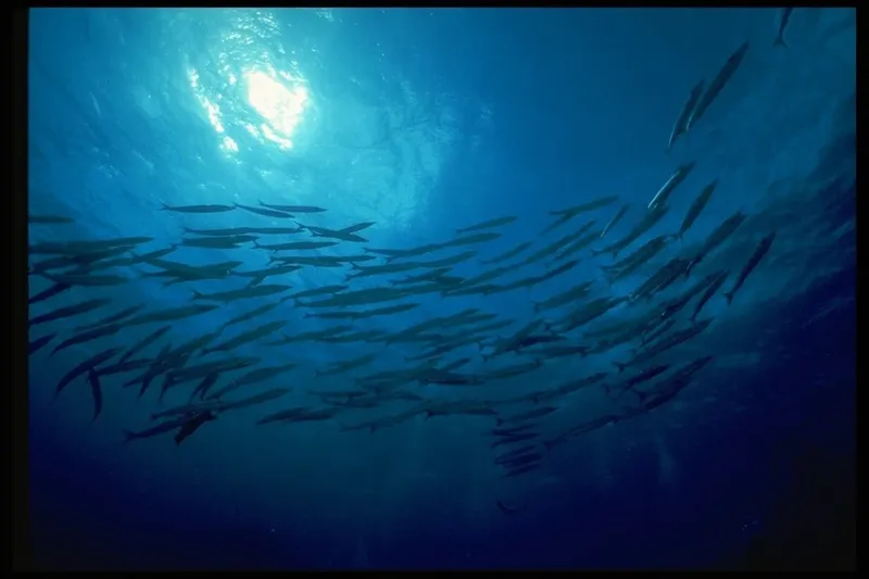 Banc de poissons argentés nageant vers la lumière du soleil