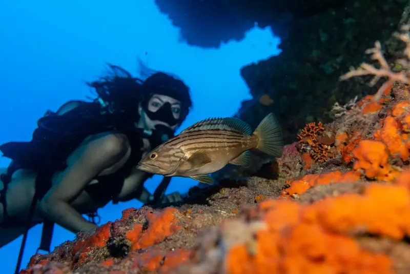 Plongeuse observant un poisson près d'un récif corallien coloré