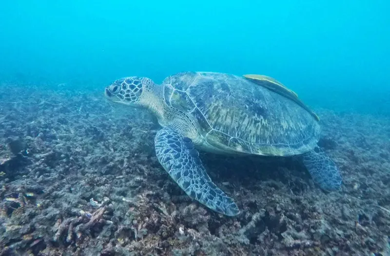 Tortue marine nageant au-dessus d'un fond rocheux et corallien bleu clair