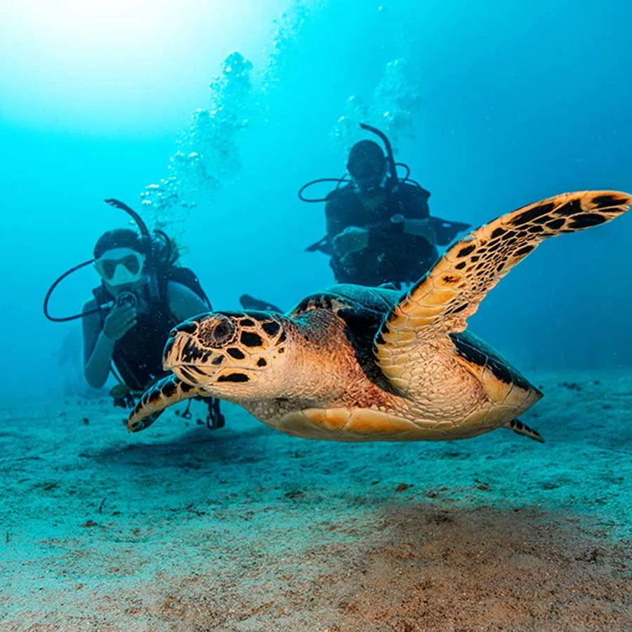 Tortue marine nageant avec deux plongeurs dans un environnement sous-marin
