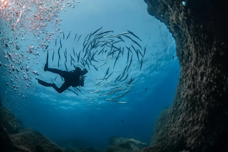 Plongeur évoluant au milieu d'un banc de poissons argentés en mer