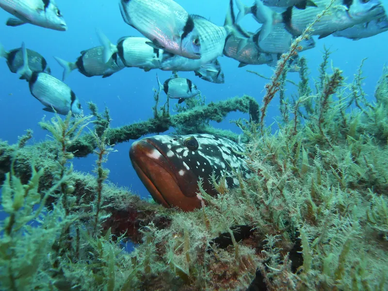 Mérou tacheté et banc de poissons en milieu sous-marin bleu