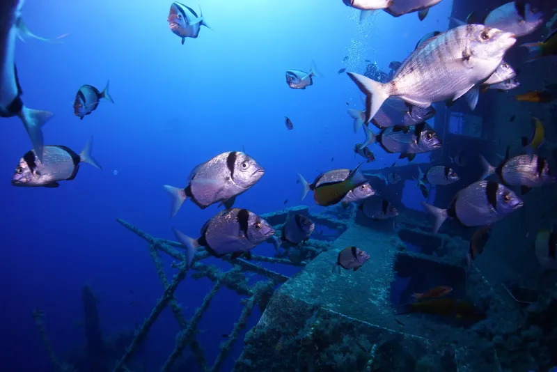Banc de poissons argentés nageant autour d'une épave sous-marine bleue