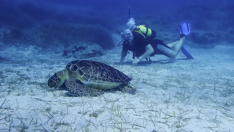 Plongeuse observant une tortue marine nageant sur un fond sablonneux