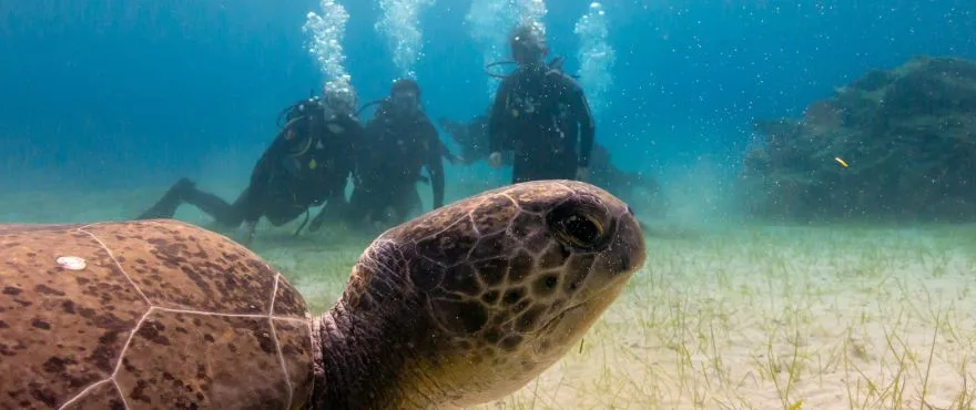 Plongeurs et tortue marine nagent dans une eau claire et ensoleillée
