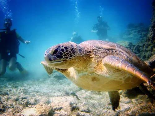 Tortue marine nageant avec des plongeurs dans un environnement sous-marin