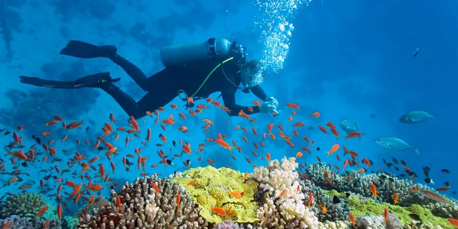 Plongeur explore un récif corallien peuplé de nombreux poissons colorés