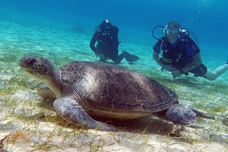 Deux plongeurs observent une grande tortue marine sur un fond sableux