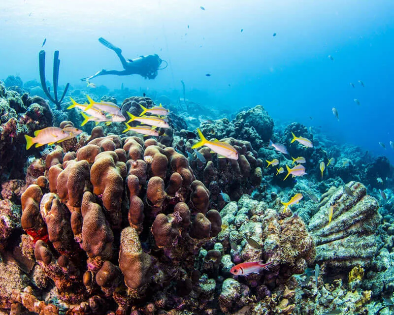Plongeur explorant un récif corallien coloré avec des poissons tropicaux