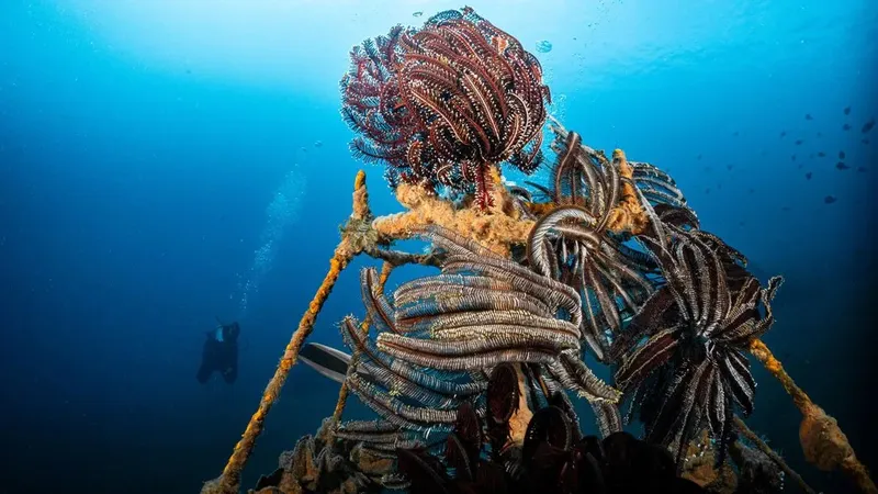 Plongeur observant des crinoïdes et poissons dans une eau bleue