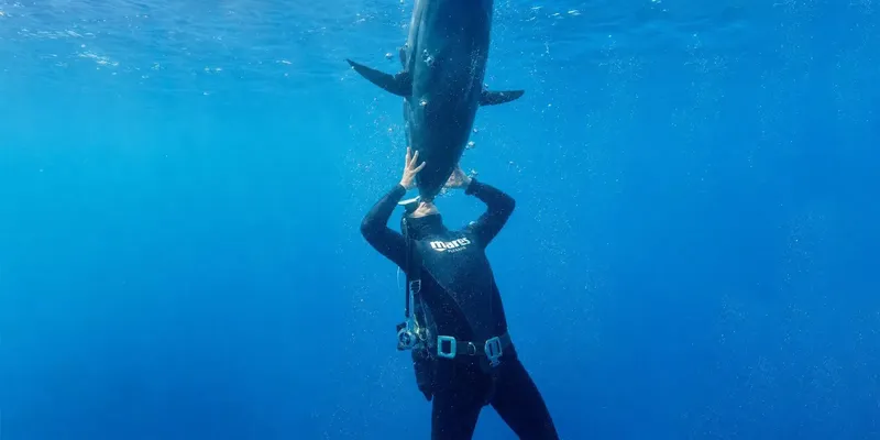 Plongeur en immersion avec un requin passant au-dessus de sa tête