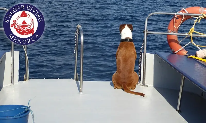 Chien assis sur un bateau de plongée, regardant la mer bleue