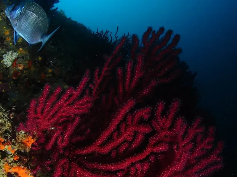 Un poisson et des gorgones rouges dans les eaux bleues