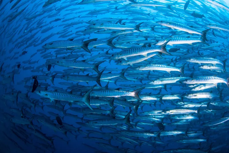 Banc de carangues grises nageant en formation dans l'eau bleue