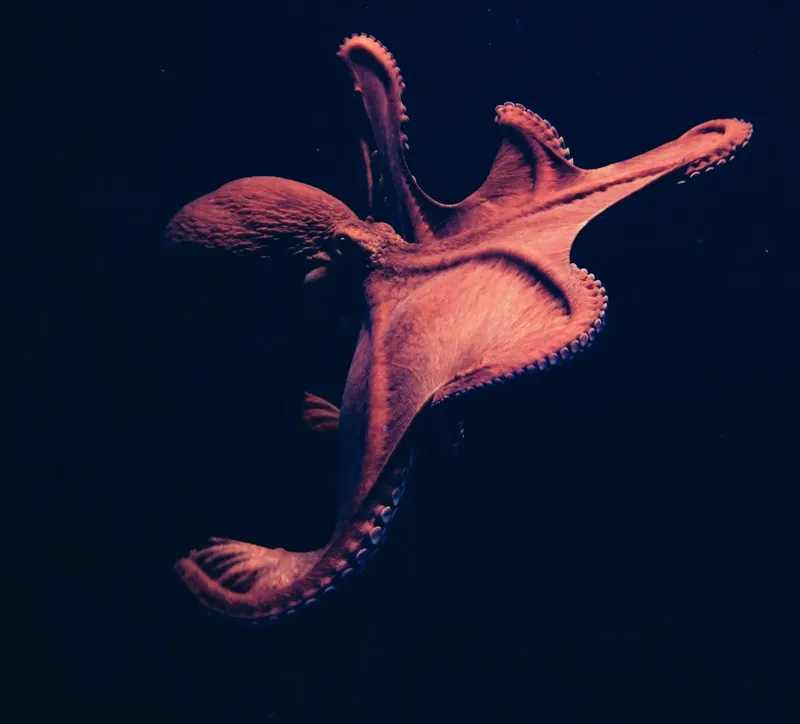 Pieuvre rouge nageant dans l'obscurité, tentacules déployés, créature marine
