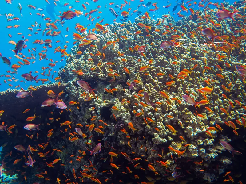 Recif corallien luxuriant avec une multitude de petits poissons colorés