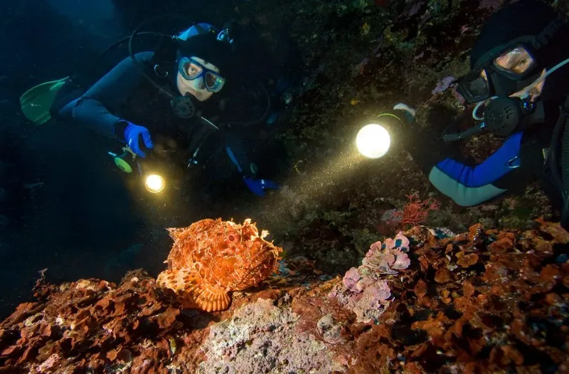 Deux plongeurs observent un poisson-scorpion sur un récif corallien