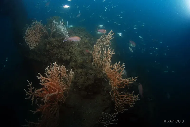 Coraux orange et poissons argentés dans l'eau bleue profonde