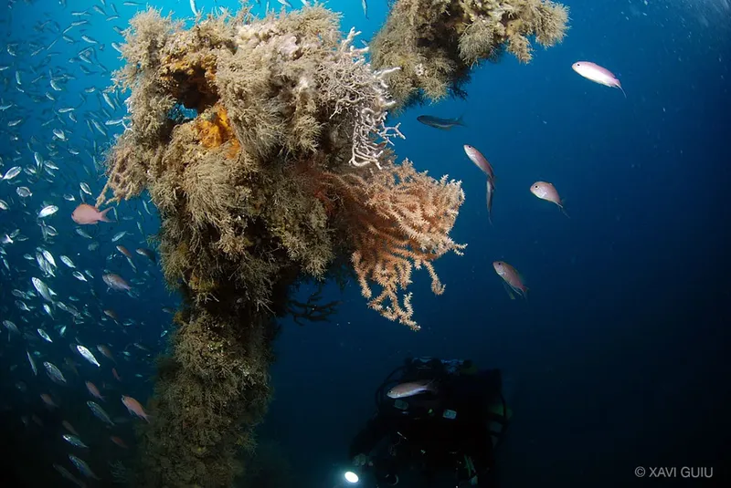 Epave colonisée par des coraux et entourée de bancs de poissons