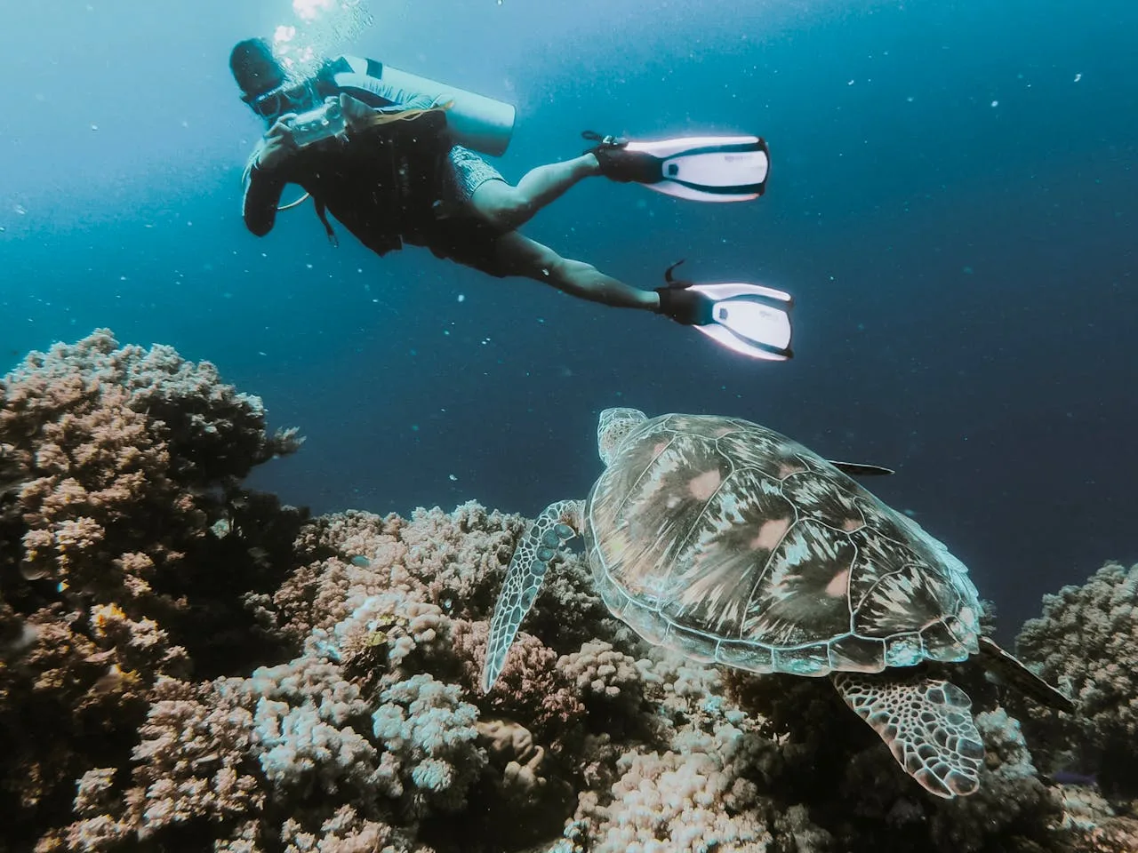 Plongeuse nageant au-dessus d'une tortue de mer sur un récifal corallien