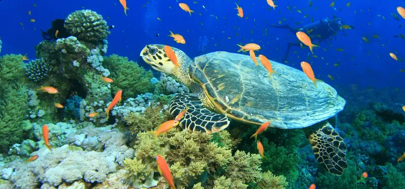 Tortue marine nageant au milieu de poissons colorés et de coraux