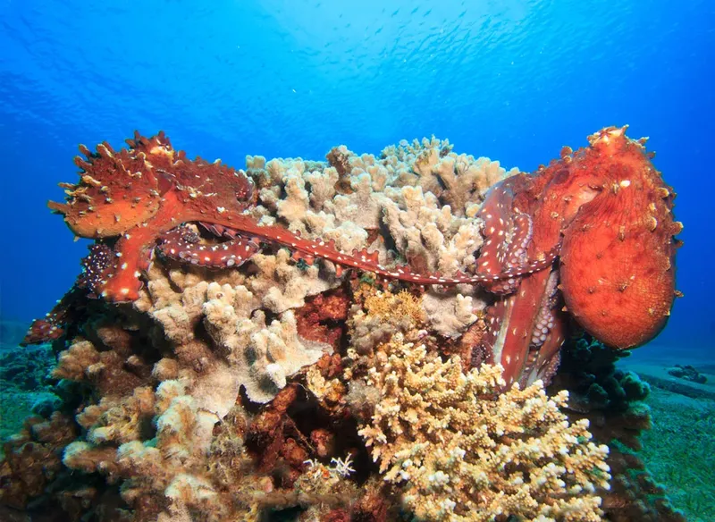 Pieuvre rouge sur un récifal corallien, poissons en arrière-plan