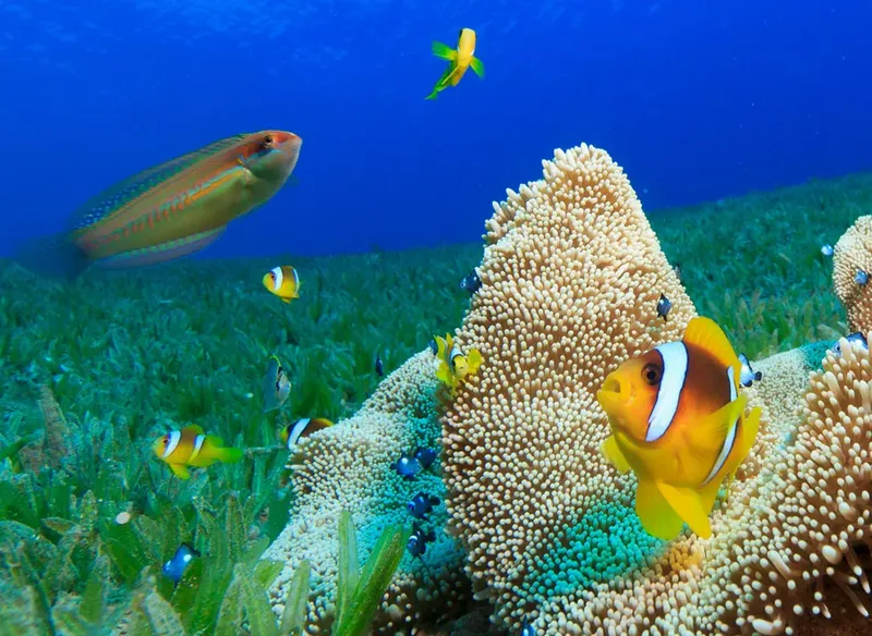 Poissons colorés et coraux dans un récif sous-marin ensoleillé