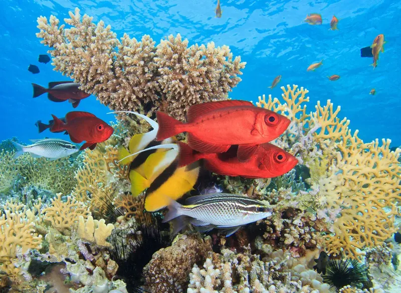 Recif corallien coloré avec de nombreux poissons tropicaux en mer