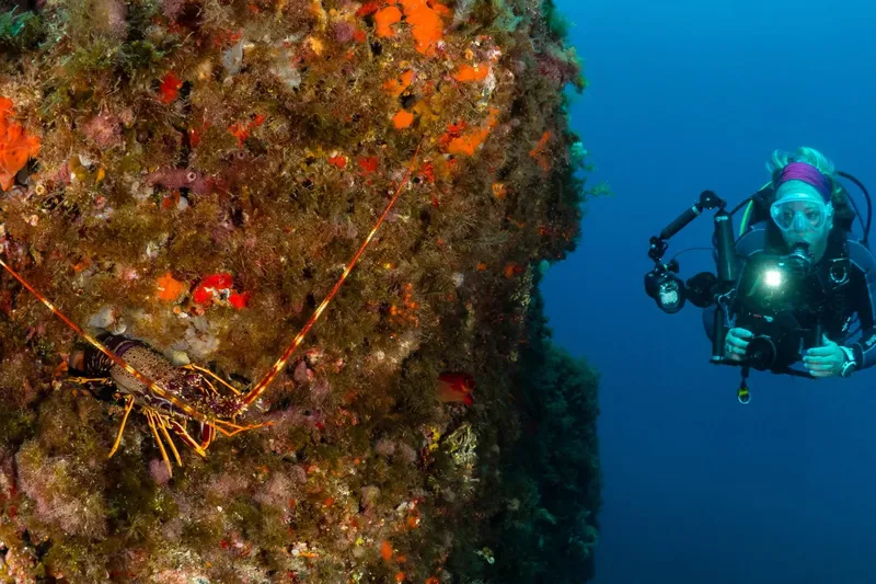 Homard sur roche corallienne, plongeuse avec appareil photo sous-marin