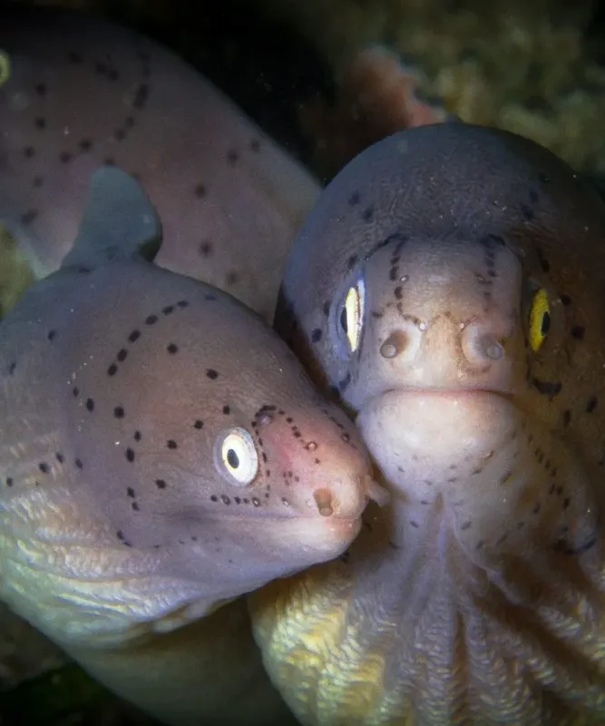 Deux murènes tachetées se regardent dans l'eau, gros plan
