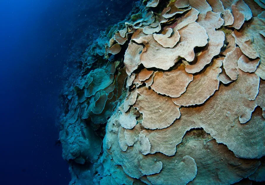 Coraux branchus et colorés sous l'eau, lumière bleue ambiante