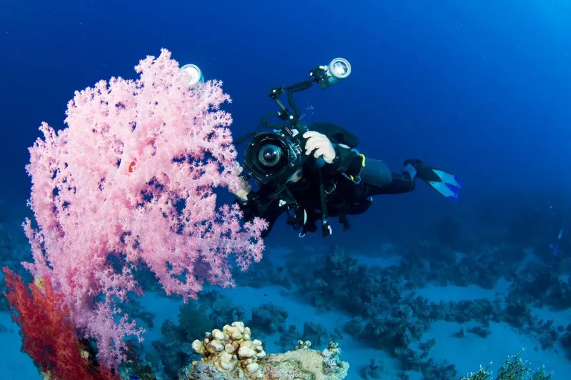 Plongeur photographiant un corail rose dans les eaux bleues