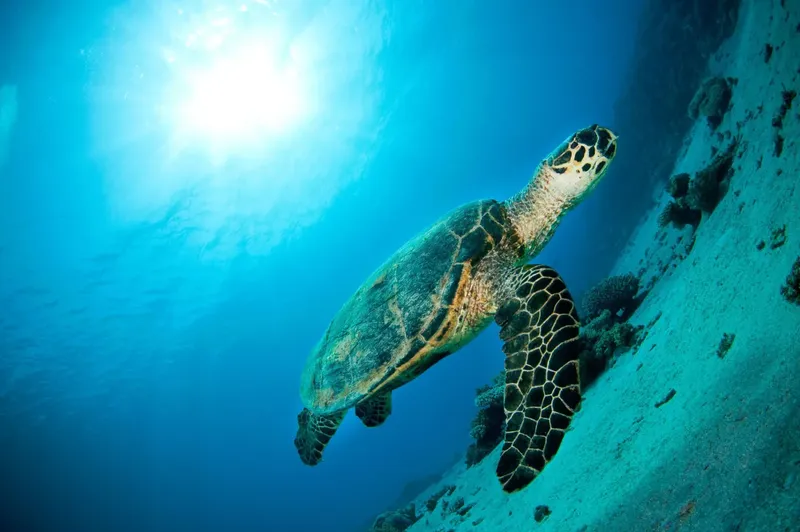 Tortue marine nageant paisiblement dans une eau bleue et ensoleillée