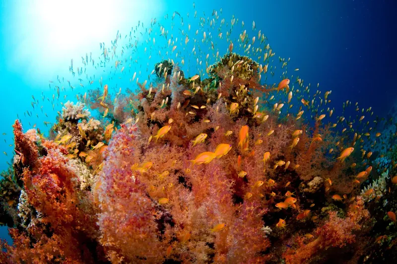 Banc de poissons colorés autour de coraux dans l'eau bleue