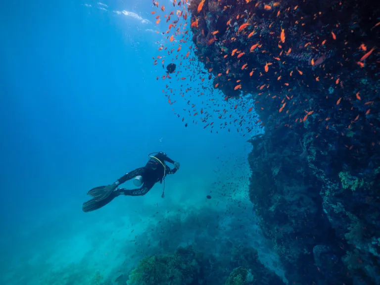 Plongeur explorant un récif corallien avec un banc de poissons colorés