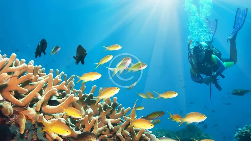 Plongeur explore un récif corallien peuplé de nombreux poissons tropicaux