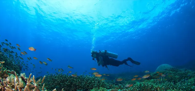 Plongeur explore un récifal corallien avec des poissons colorés